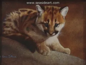 Blue Eyes-Cougar Kitten